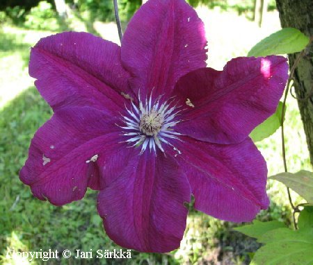 Clematis Jackmannii-ryhm&auml; 'Rouge Cardinal'